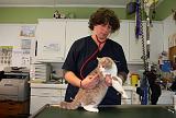 BRITISH SHORTHAIR - AUSCULTATION 007